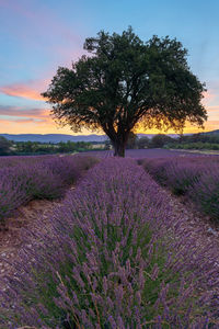 Scenic view of flower field against sky during sunset