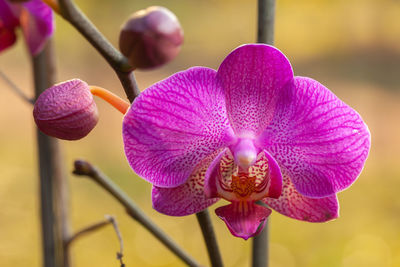 Close-up of pink orchids