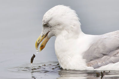 Close-up of seagull on a lake