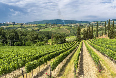 Scenic view of vineyard against sky