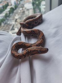 Close-up of lizard on table