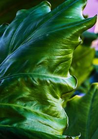 Close-up of green flower