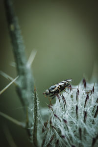 Close-up of insect on plant