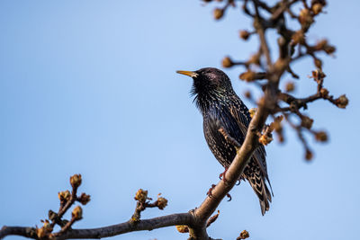 Low angle view of bird perching on tree against sky