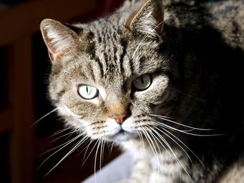 Close-up portrait of a cat