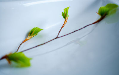 Close-up of ivy