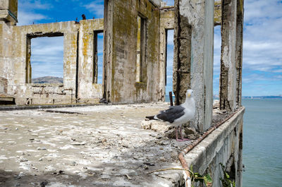 Seagull perching on wooden post by sea against sky