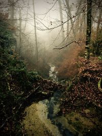 Trees in forest