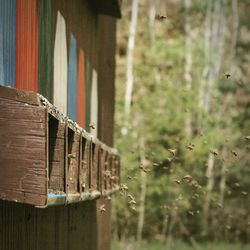 Honey bees flying next to rural house