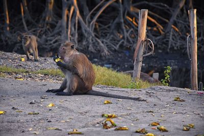 Macaque long tailed monkey close-up phuket town river genus macaca cercopithecinae thailand asia