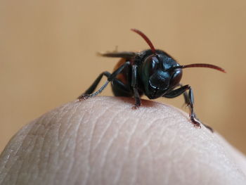 Close-up of hand feeding