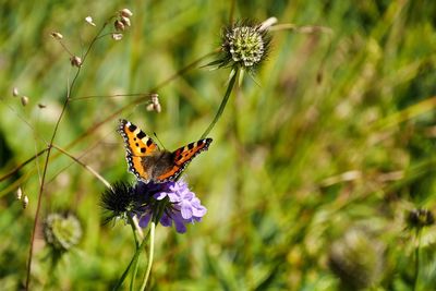 Close-up of butterfly on thistle