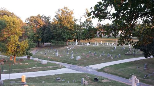 Trees in cemetery