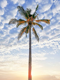 Low angle view of coconut palm tree against sky