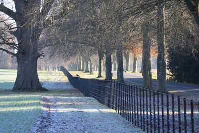 Trees on snow covered landscape