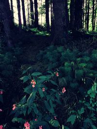 High angle view of flowering plants and trees in forest