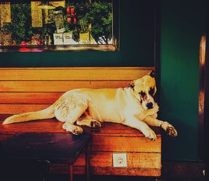 Dog sleeping on wooden door