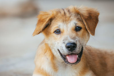 Close-up portrait of dog sticking out tongue