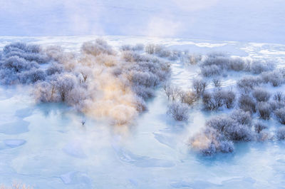 Close-up of trees against sky during winter