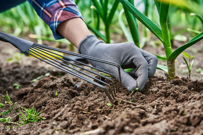 Gardener in gloves weeding onion in backyard garden with rake. garden work and plant care.