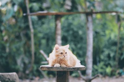 Cat looking away