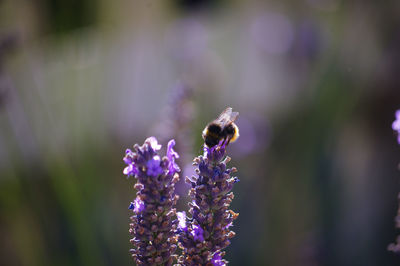 Close-up of bee pollinating on purple flower