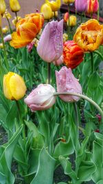 Close-up of wet flowers