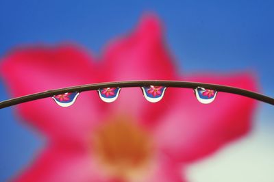 Close-up of water drops on red leaf