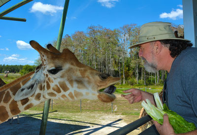 Feeding the giraffe 