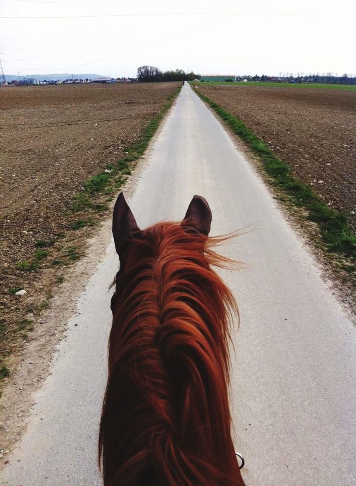 the way forward, domestic animals, diminishing perspective, road, animal themes, vanishing point, mammal, transportation, landscape, one animal, country road, clear sky, field, dirt road, street, dog, pets, outdoors, sky, rear view