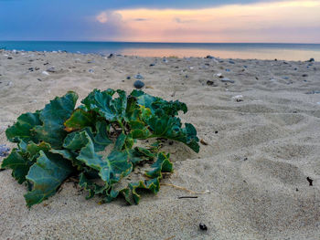 Plants growing on beach against sky during sunset