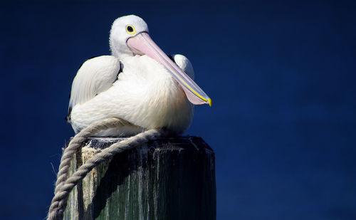 Low angle view of pelican perching on wooden post against blue sky