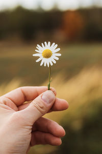 Close-up of hand holding flowering plant