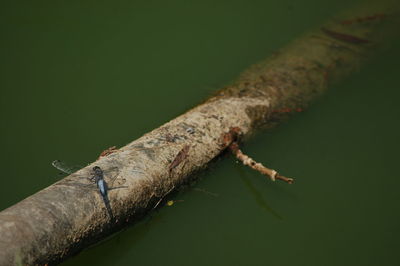 Close-up of insect on water