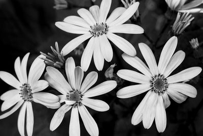 Close-up of flowers blooming outdoors