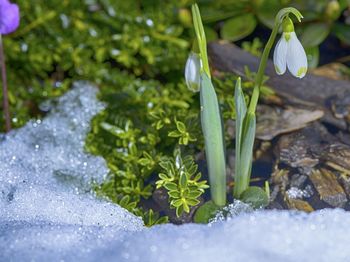 Close-up of plants during winter