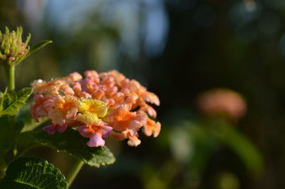 Close-up of flowering plant