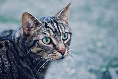 Close-up portrait of cat