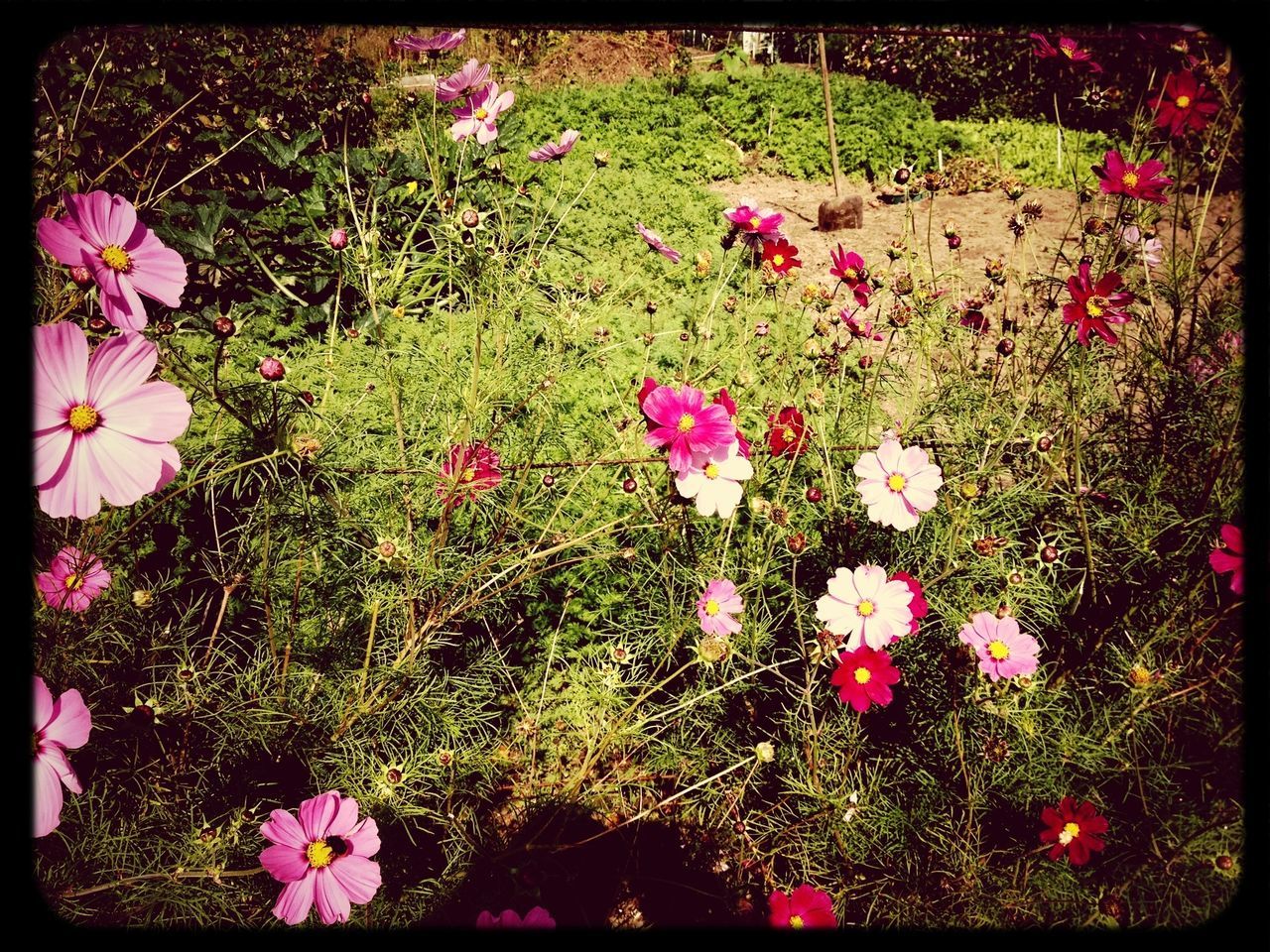 flower, freshness, fragility, growth, beauty in nature, petal, pink color, blooming, nature, field, plant, transfer print, flower head, in bloom, high angle view, auto post production filter, blossom, purple, pink, botany