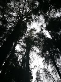 Low angle view of trees against sky