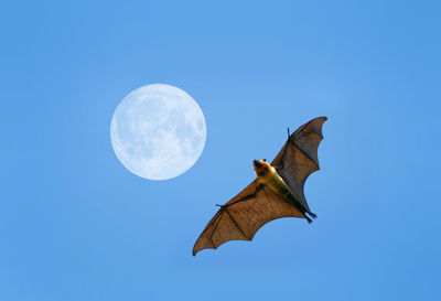 Low angle view of bat flying against blue sky