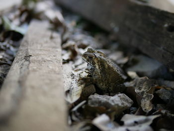 Close-up of frog on wood