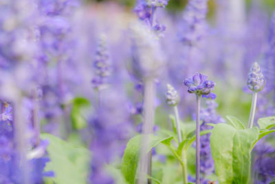 Close-up of purple flowering plants