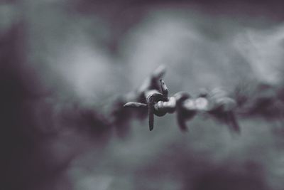 Close-up of plant against blurred background
