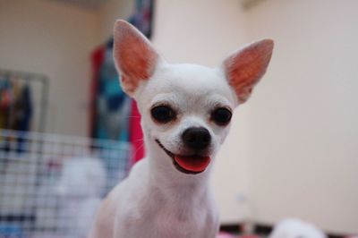 Close-up portrait of dog