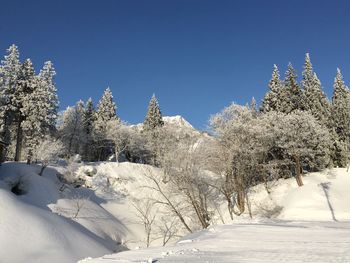 Snow covered plants and trees against sky