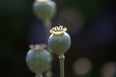 Close-up of flower buds