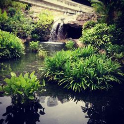 Scenic view of plants