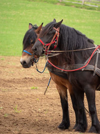 Horse cart on field