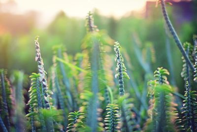 Close-up of stalks in field